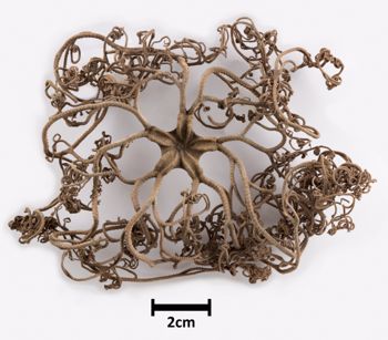 Media type: image;   Invertebrate Zoology OPH-2927 Aspect: dorsal